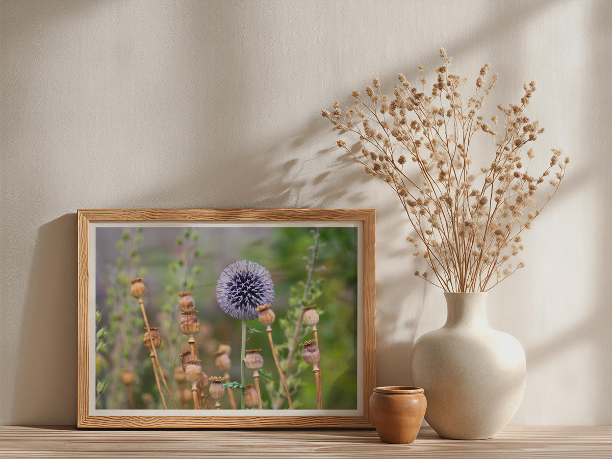 Globe Thistle and Poppy Seed Heads Poster, Botanical Garden Wall Art, Echinops Framed-Print, Blue Purple Wildflower Nature Photography Print
