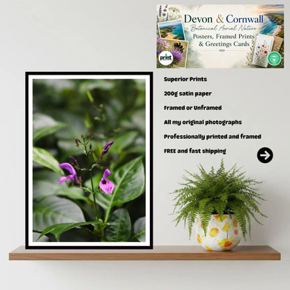 Delicate purple bloom at Eden Project Cornwall — Botanical Wall Art Photography Print