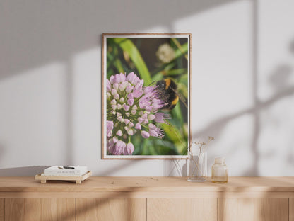 Bumblebee on Allium Flower Poster, Macro Nature Photography Print, Wildlife Garden Wall Art, Pink Purple Bee Lover Gift