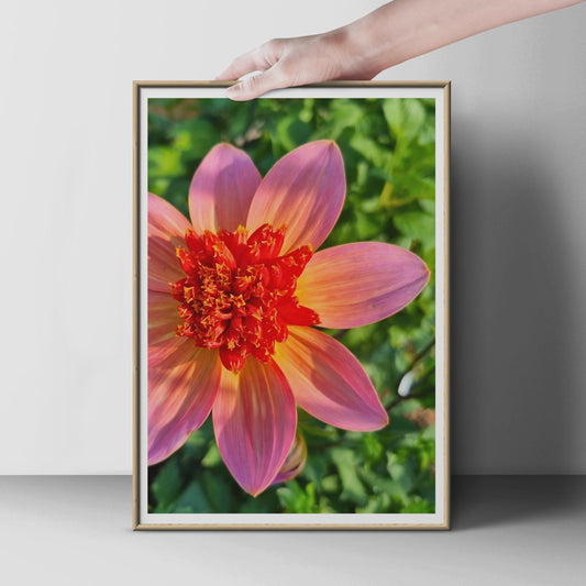 Pink Orange Dahlia Flower Print, Close Up Botanical Wall Art, Garden Flower Poster, Floral Photography, Living Room Bedroom Decor