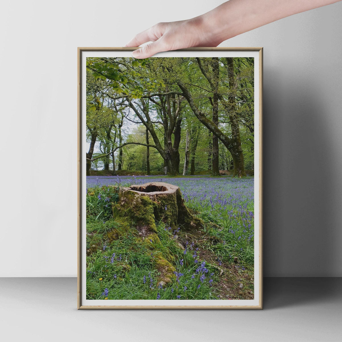 Bluebell Wood Poster, Mossy Tree Stump Print, British Woodland Wall Art, Spring Forest Photography, Purple Wildflower Nature Decor