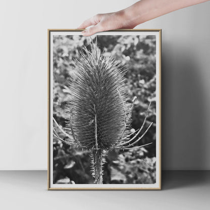 Teasel Head Black and White Botanical Print, Monochrome Nature Photography Poster, Wild Plant Wall Art, Macro Seedhead Photo Print
