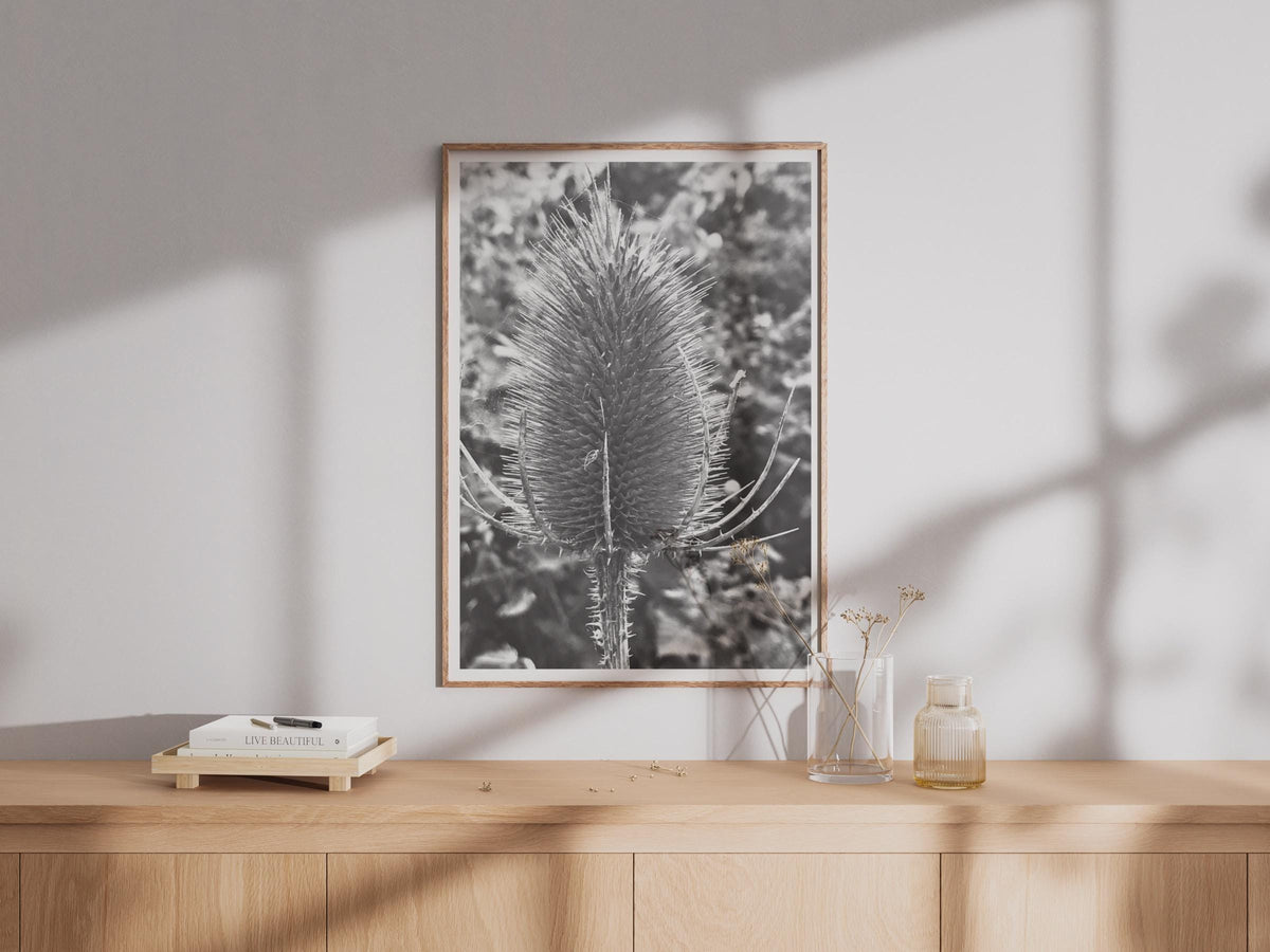 Teasel Head Black and White Botanical Print, Monochrome Nature Photography Poster, Wild Plant Wall Art, Macro Seedhead Photo Print
