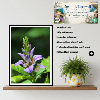 Purple tropical bloom at Eden Project Cornwall — Wall Art, Photography Print