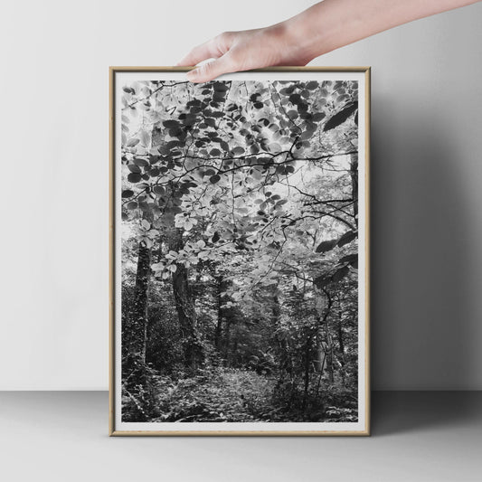 Black and White Forest Photography Print, Woodland Trees Poster, Beech Canopy Nature Wall Art, Monochrome Woodland Path Home Decor