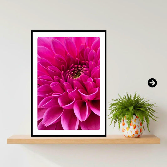 Pink Dahlia Macro Flower Print | Vibrant Botanical Nature Photography Wall Art