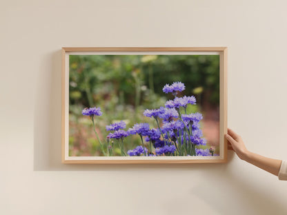 Cornflower Blue Wildflower Poster, Botanical Floral Wall Art, Meadow Flower Framed-Print, Purple Garden Photography Print