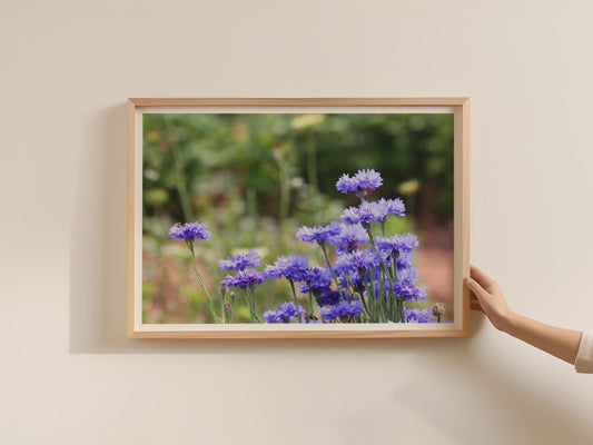 Cornflower Blue Wildflower Poster, Botanical Floral Wall Art, Meadow Flower Framed-Print, Purple Garden Photography Print