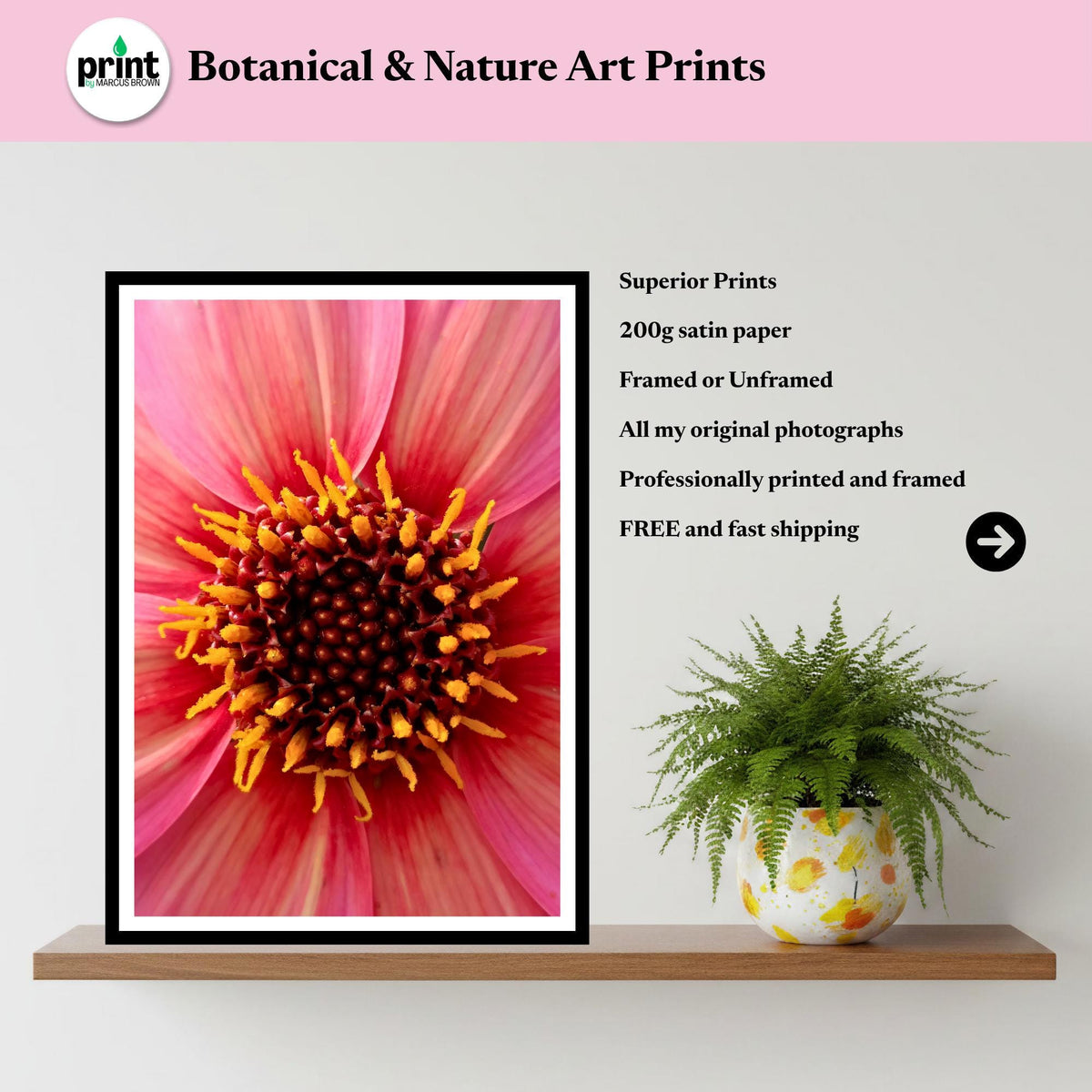 Pink Dahlia Macro Photography Print, Vibrant Botanical Fine Art, Cottagecore Decor