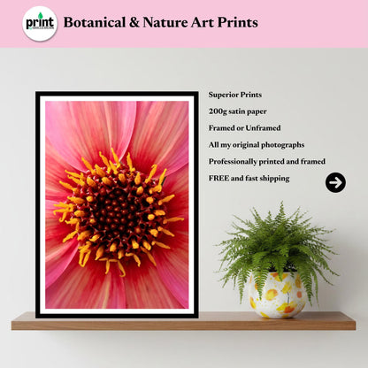Pink Dahlia Macro Photography Print, Vibrant Botanical Fine Art, Cottagecore Decor