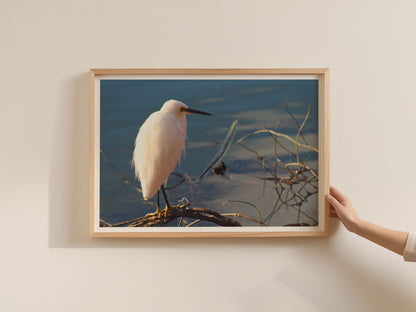 Little Egret Poster, White Heron Bird Wall Art, Wildlife Photography Print, Waterside Nature Framed-Print, Blue Water Bird Decor