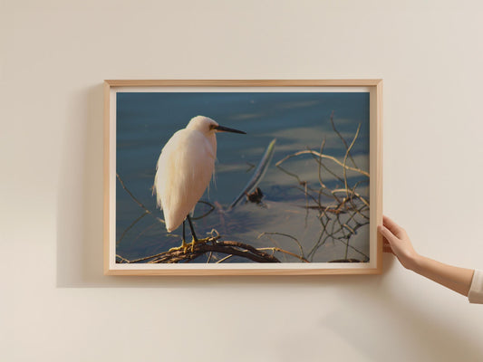 Little Egret Poster, White Heron Bird Wall Art, Wildlife Photography Print, Waterside Nature Framed-Print, Blue Water Bird Decor