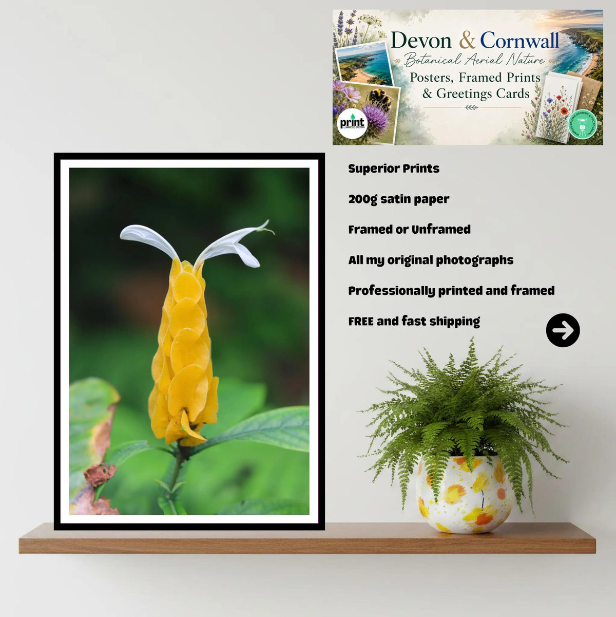 Golden Shrimp Flower close-up — Eden Project Cornwall Botanical Wall Art Photography Print