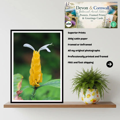 Golden Shrimp Flower close-up — Eden Project Cornwall Botanical Wall Art Photography Print