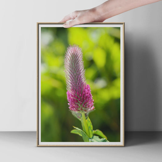 Crimson Clover Flower Photo Print, Pink Wildflower Poster, Botanical Wall Art, Close Up Nature Photography, Green Garden Decor Print