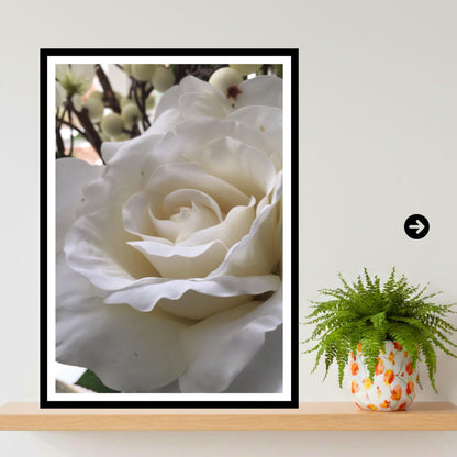 White Rose Photography Print: Elegant Botanical Wall Art, Neutral Floral Decor Poster