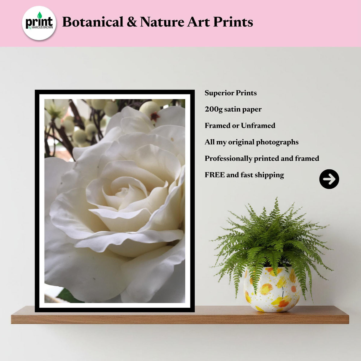 White Rose Photography Print: Elegant Botanical Wall Art, Neutral Floral Decor Poster