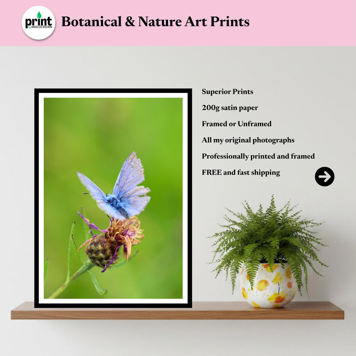 Common Blue Butterfly Print, Nature Photography, Botanical Wildlife Wall Art