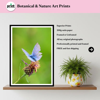 Common Blue Butterfly Print, Nature Photography, Botanical Wildlife Wall Art