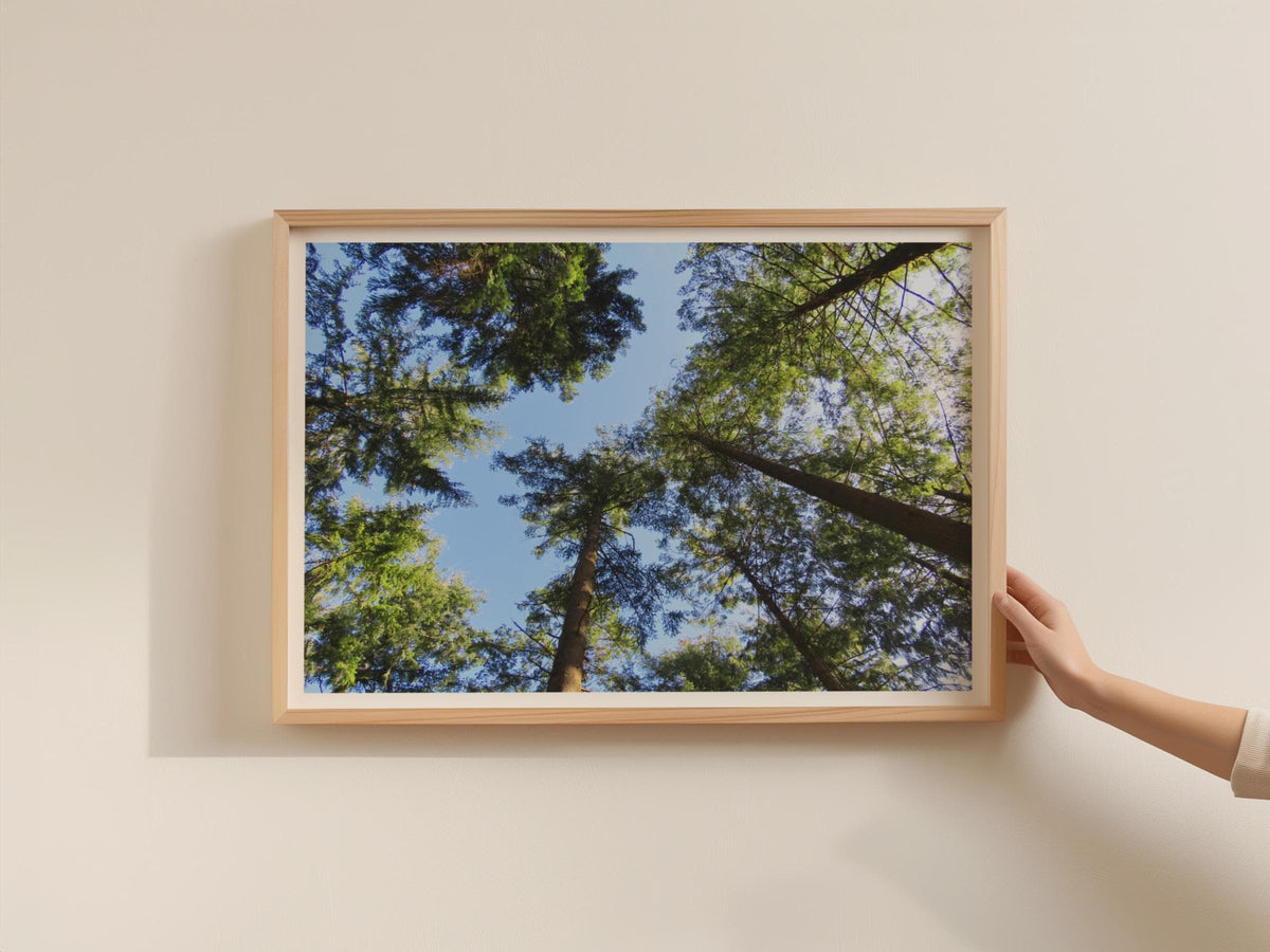 Forest Canopy Looking Up Poster, Tall Trees Blue Sky Framed-Print, Green Woodland Nature Wall Art, Tree Landscape Photography Print