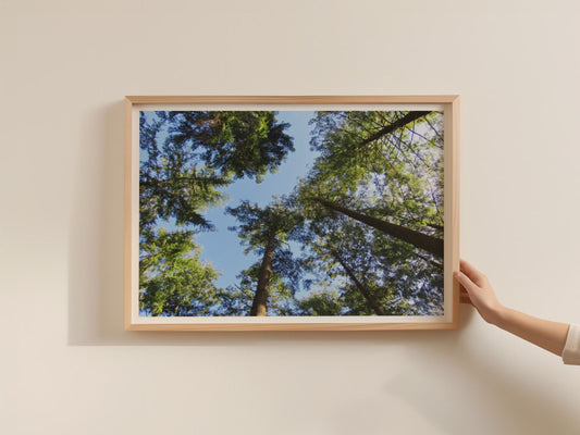 Forest Canopy Looking Up Poster, Tall Trees Blue Sky Framed-Print, Green Woodland Nature Wall Art, Tree Landscape Photography Print