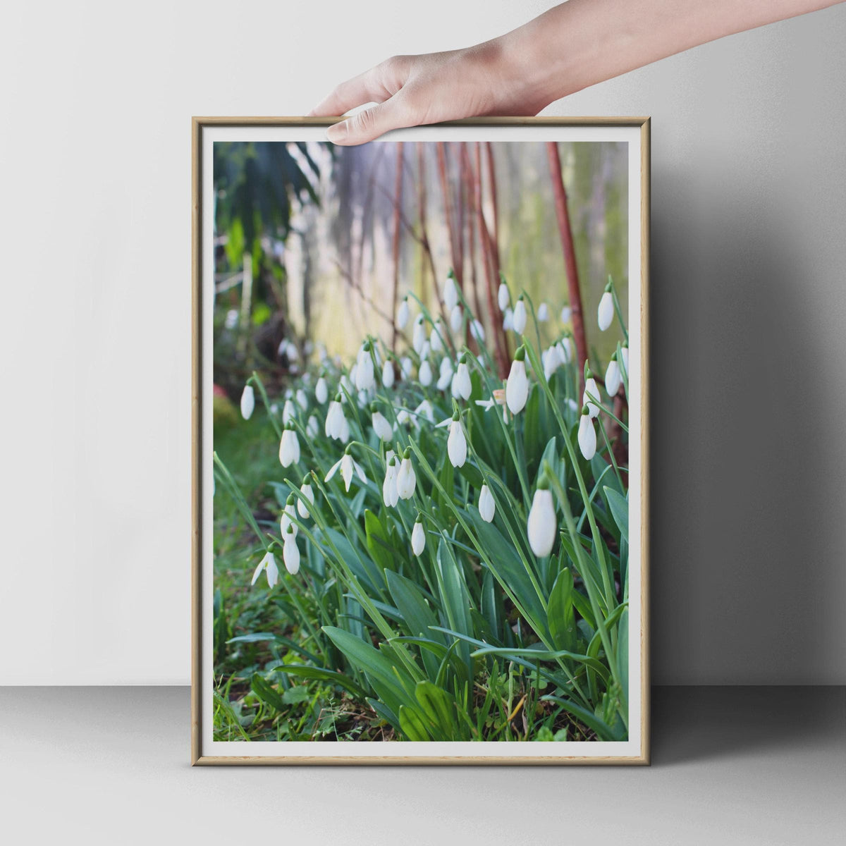 Snowdrop Flower Poster, White Spring Flowers Photography Print, Garden Wall Art, Botanical Photo, Nature Lover Gift, Green and White Decor