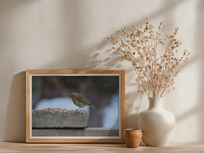 Robin Redbreast Wildlife Poster, Winter Garden Bird Framed-Print, British Robin Photography Wall Art, Nature Lover Gift