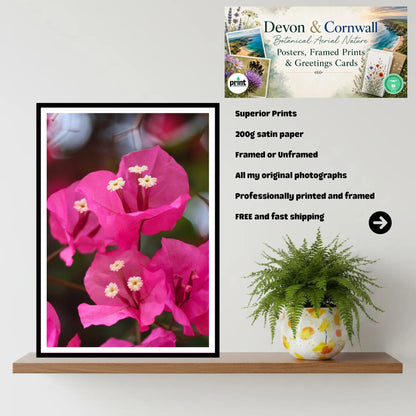 Pink Bougainvillea Close-Up — Eden Project Cornwall Wall Art Photography Print