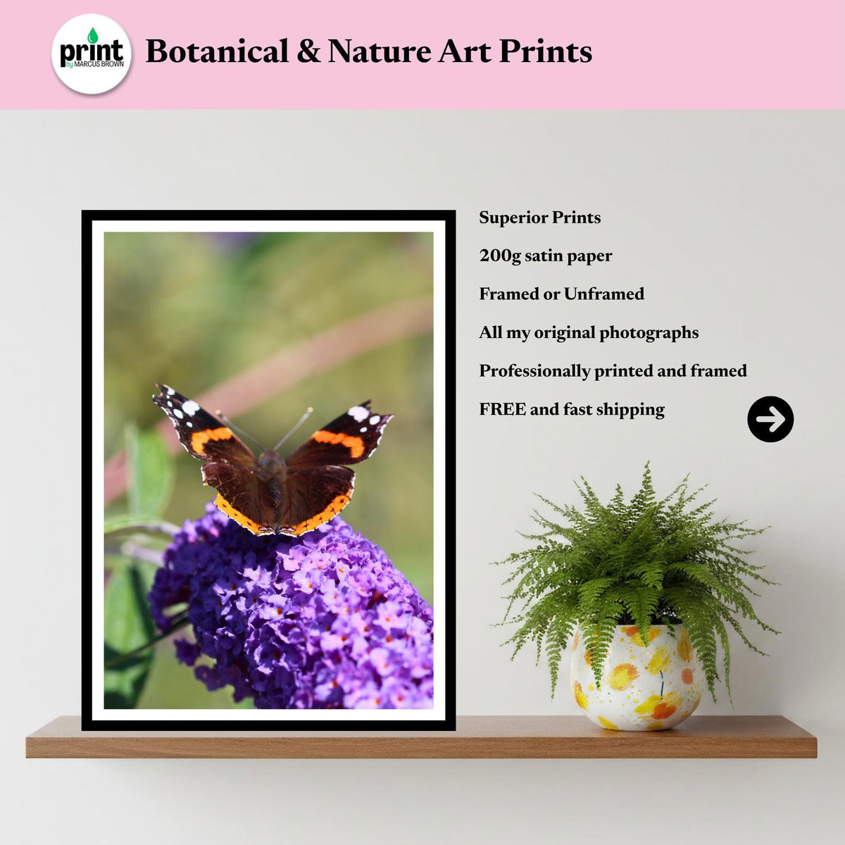 Red Admiral Butterfly Wall Art, Purple Flower Nature Photography Print