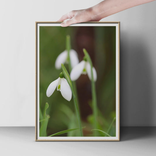 Snowdrop Flower Photography Print, White Spring Flowers Wall Art, Botanical Nature Poster, Garden Floral Print, Green and White Home Decor