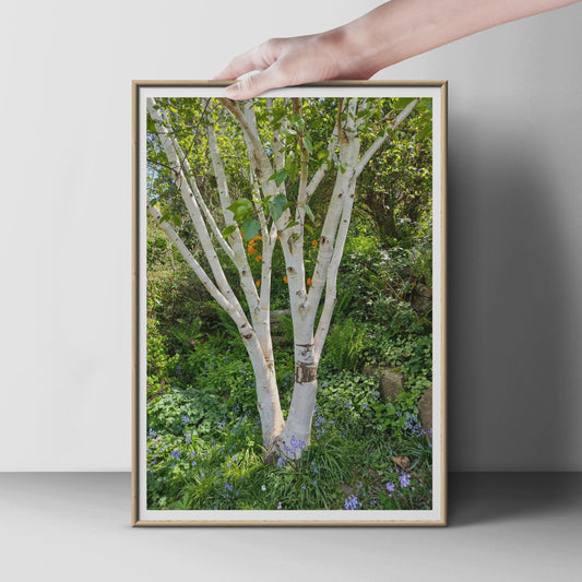 Silver Birch Tree Poster, White Bark Woodland Print, Bluebell Garden Wall Art, Nature Photography, Green Botanical Decor, Forest Photo Print