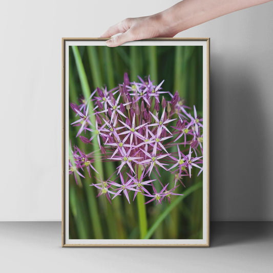 Allium Flower Print, Purple Star Allium Poster, Botanical Wall Art, Garden Flower Photography, Floral Home Decor, Macro Nature Print