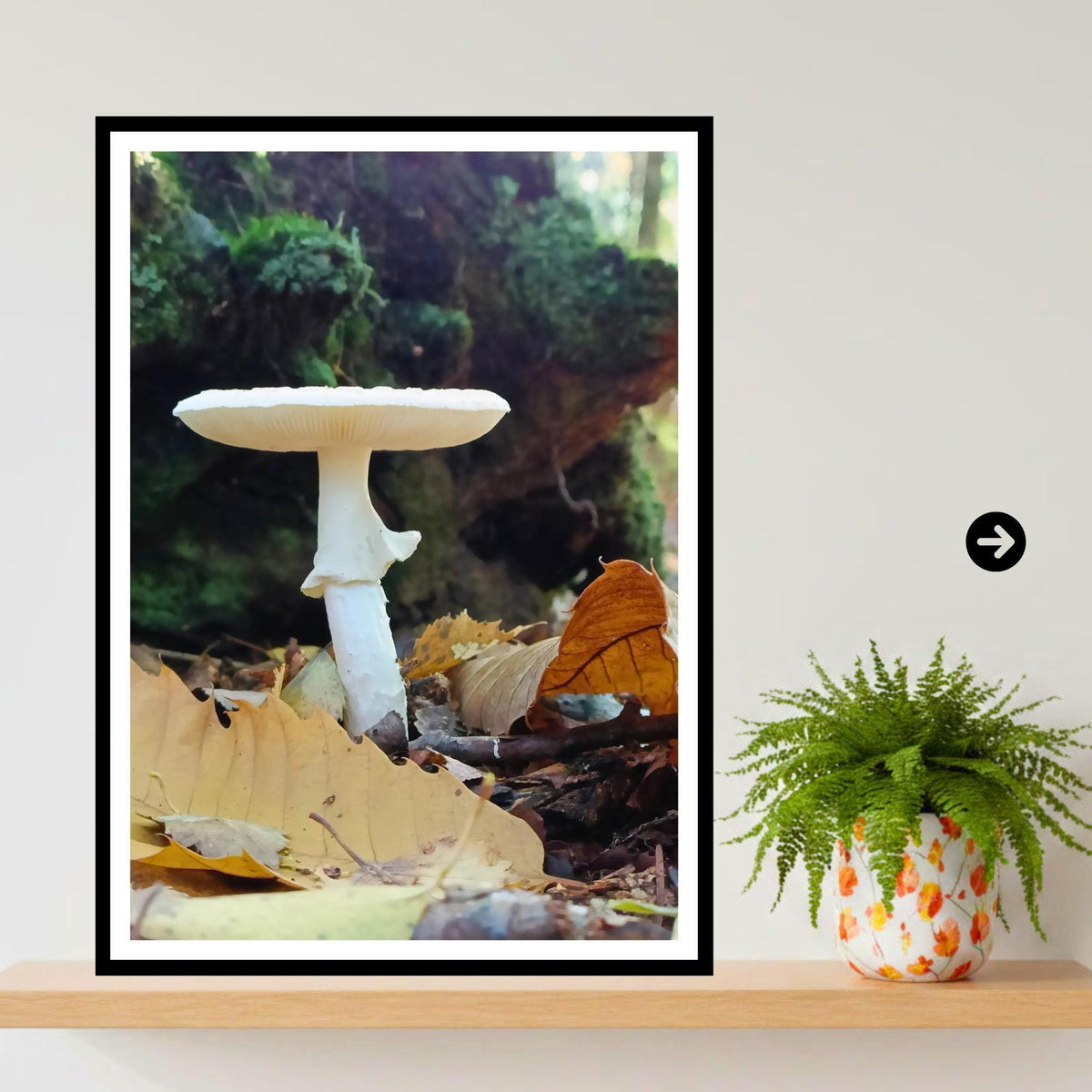 Destroying Angel Fungi Print Art, Botanical Mushroom Wall Decor, Nature Photography, Woodland and Mycology Artwork, Archival Paper