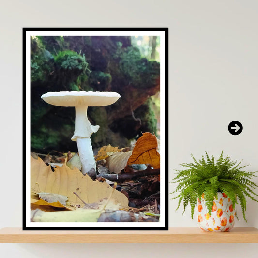 Destroying Angel Fungi Print Art, Botanical Mushroom Wall Decor, Nature Photography, Woodland and Mycology Artwork, Archival Paper