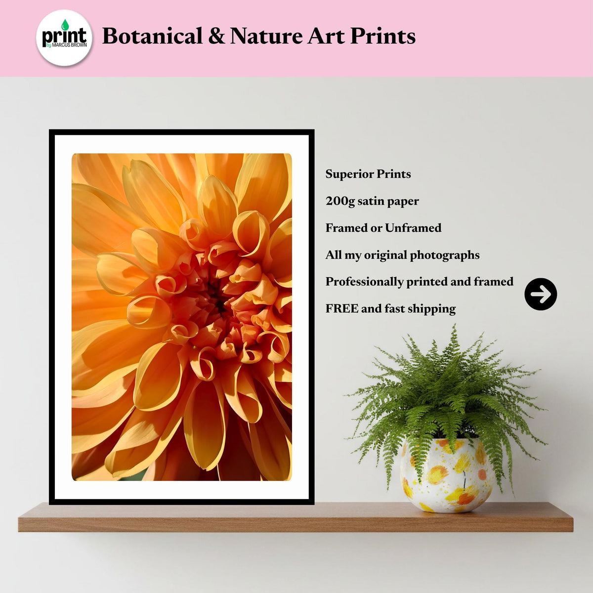 Orange Dahlia Macro Print | Golden Petal Botanical Wall Art