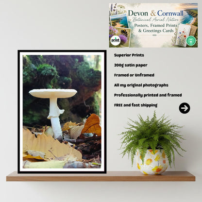 Destroying Angel Fungi Print Art, Botanical Mushroom Wall Decor, Nature Photography, Woodland and Mycology Artwork, Archival Paper