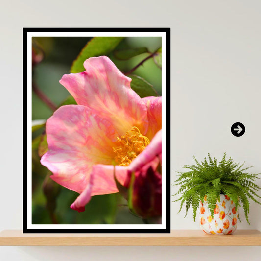Pink Yellow Rose Print: Botanical Wall Art, Cottage Garden Floral Photography (Poster Print)