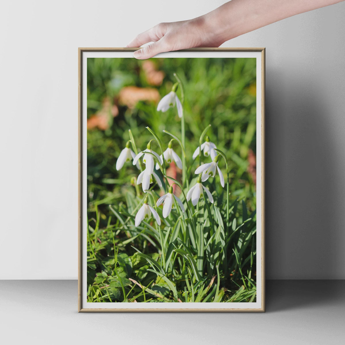 Snowdrop Flower Photography Print, White Spring Flowers Poster, Botanical Wall Art, Nature Photo Print, Garden Floral Decor, Green and White