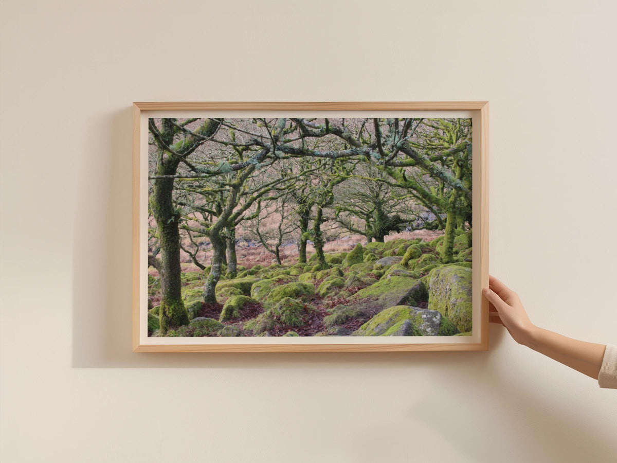 Ancient Mossy Oak Woodland Poster, Dartmoor Forest Framed-Print, Green Nature Wall Art, Twisted Trees Landscape Photography Print
