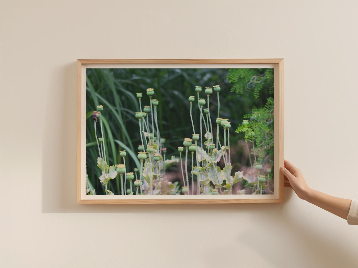 Poppy Seed Heads Botanical Poster, Green Garden Photography Framed-Print, Nature Wall Art, Wildflower Decor, Botanical Print for Living Room