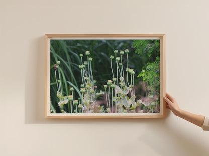 Poppy Seed Heads Botanical Poster, Green Garden Photography Framed-Print, Nature Wall Art, Wildflower Decor, Botanical Print for Living Room