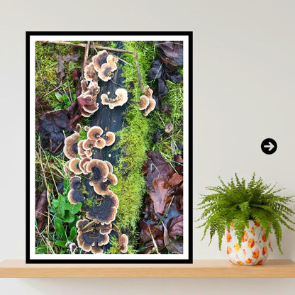 Turkey Tail Fungi Print Art, Nature Photography, Woodland Decor, Archival Botanical Poster, Forest Mushrooms, Mycology Wall Art