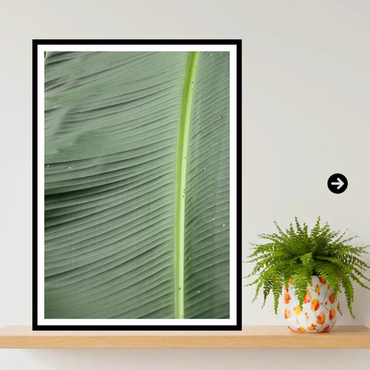 Banana leaf close-up | Eden Project Cornwall Wall Art Photography Print