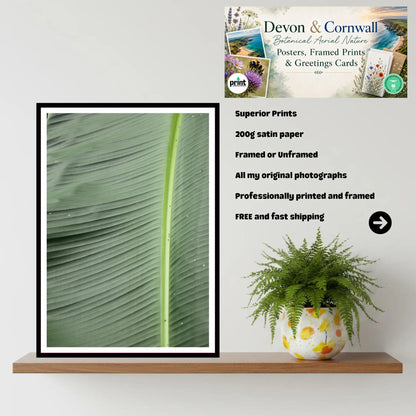 Banana leaf close-up | Eden Project Cornwall Wall Art Photography Print