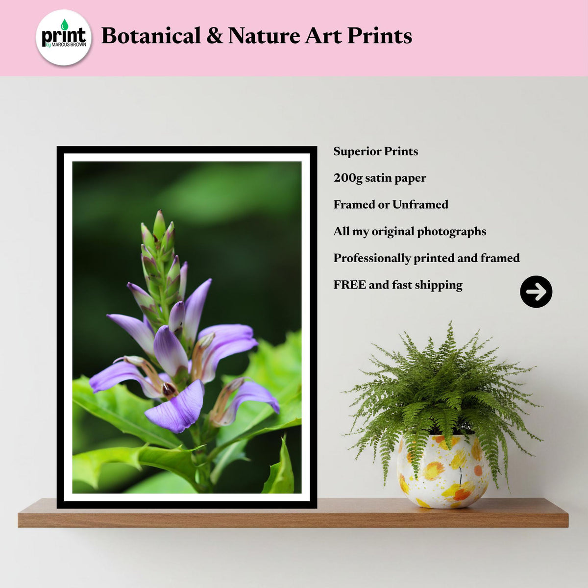 Sea Holly Print | Acanthus Ilicifolius Botanical Flower Wall Art