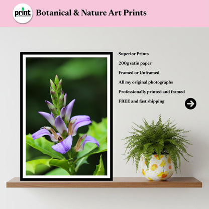 Sea Holly Print | Acanthus Ilicifolius Botanical Flower Wall Art