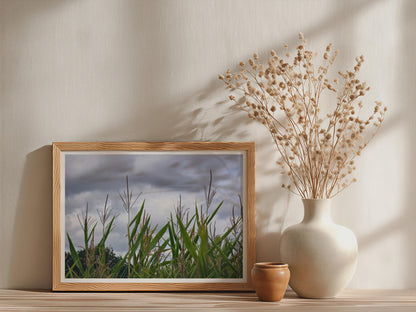 Maize Field Stormy Sky Poster, Corn Crop Photography, Framed-Print, Green Rural Landscape, Countryside Wall Art, Nature Farm Print