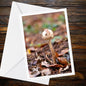 Parasol Mushroom Fungi Greeting Card, Nature Woodland Botanical Card, Edible Mushroom Art, All Occasion Handmade Card, Wildlife Forest Print