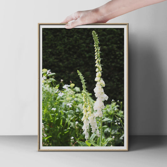 White Foxglove Flower Poster, Cottage Garden Wall Art, Botanical Photography Print, Digitalis Floral Home Decor, Green Nature Photo