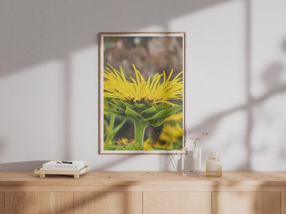 Yellow Wildflower Close Up Photography Print, Bright Botanical Poster, Macro Nature Wall Art, Garden Flower Photo, Summer Floral Home Decor